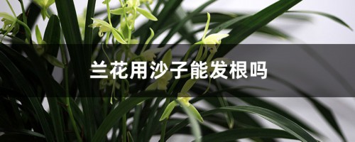 兰花用沙子能发根吗，如何判断在长根