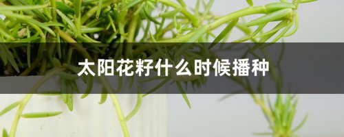 太阳花籽什么时候播种