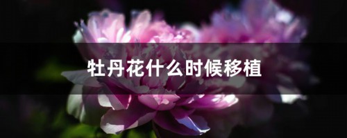 牡丹花什么时候移植，需要剪枝吗