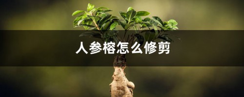 人参榕如何修剪（季节、造型方法）