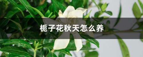 栀子花秋天怎么养